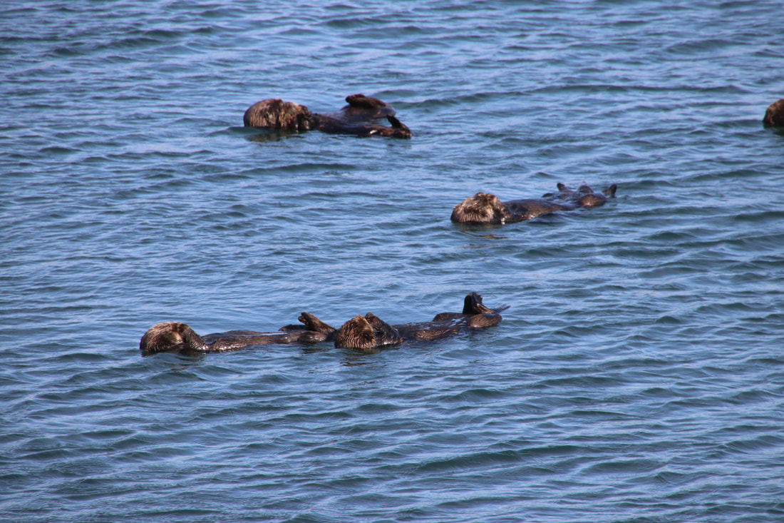 Otters in Morro Bay